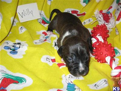 American Staffordshire Terrier Puppies for Sale